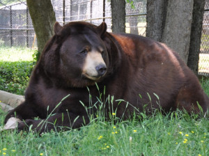 The bear, Baloo, weighs 800 pounds and is the leader of the pack ...