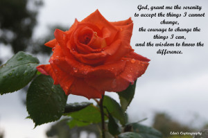 Red Roses Image With Love Quotes 8 300x199 Red Roses Image With Love ...