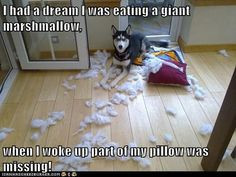 Siberian Huskies also create their own snow: https://www.facebook.com ...