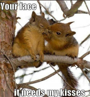 So cute I just love me some squirrels!