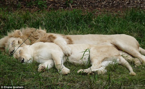 ... white lions, male and female, cuddle/spoon in the South African sun