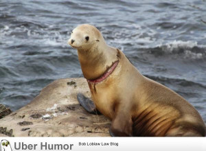 My family saw this sea lion yesterday in La Jolla, CA. Fishing line is ...