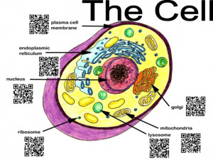 Biology - Cell - QR Codes for Education