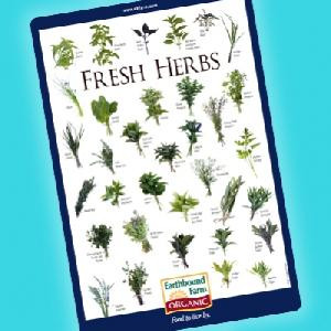 Fresh Herb Identification Chart