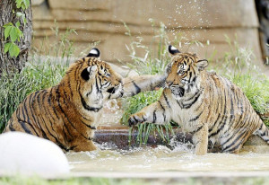 SEEN: Tiger cubs still in cute kitten phase at Tulsa Zoo Tulsa World ...
