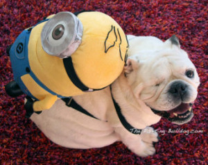 Minion and English Bulldog Photo - One-eyed Doll and Dog - Piper Stone ...