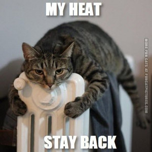 funny-cat-pics-my-heat-stay-back