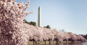 Home | Blog | Seven Tips to Enjoying the DC Cherry Blossoms