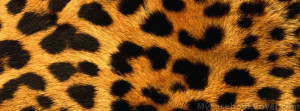 Leopard Print Facebook Cover