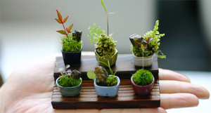 Ultra Small Bonsai Plants Give New Meaning to the Word Miniature by ...