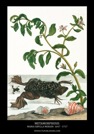 ... and Butterfly Metamorphosis Image by Maria Sibylla Merian circa 1705