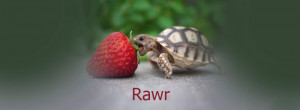 Rawr Turtle Cute Facebook Covers Ultimate Collection Of Top 50 Best ...