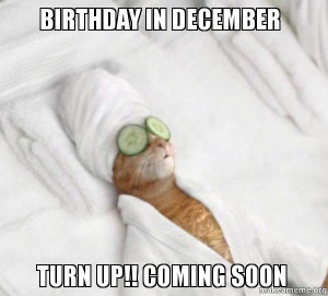 ... birthday in december turn up pampered cat meme birthday in december