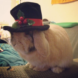 ... in the bunny world but this one takes the cake for having the lowest