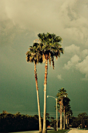 summer sky paradise storm palm trees vacation florida