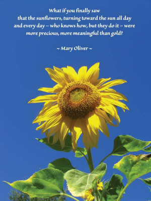 sunflower poems sunflower poems
