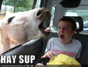 Funny Horse Pictures 2011