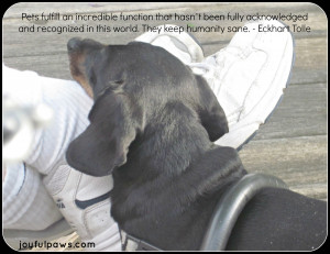 In my last newseltter I wrote about the animal reading I had done for ...