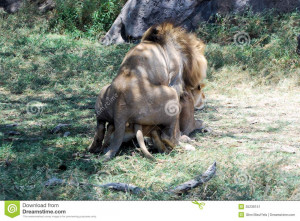 Mating, loving lion and lioness (with transmitter) in grass with rocks ...