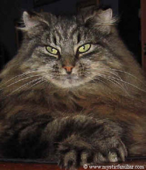 Totem Animals and Their Meanings