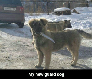 Guard Dog Funny Quotes