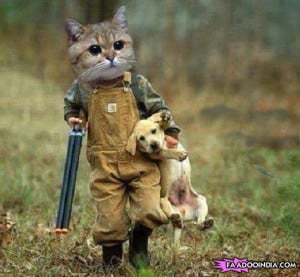 Like a boss : Cat hunting dog