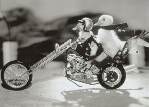 Biker Chicks Rule.