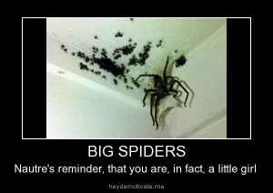 ... : Funny Animals , Funny Pictures // Tags: Big spiders // July, 2013