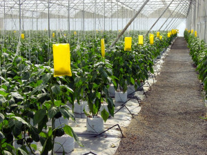 Bell pepper farm with yellow sticky traps