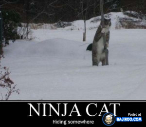 ... Hilarious Karate Animal Moves Laugh Funny Images Funny Day Fun Animals