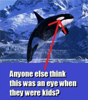killer whale funny