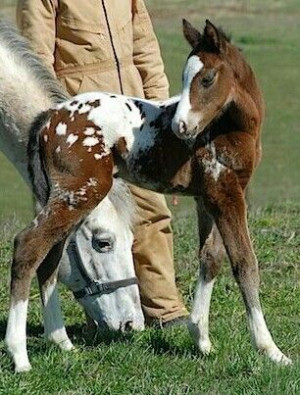 ... appaloosa dat baby appaloosa foals foals watches dark shadows movie