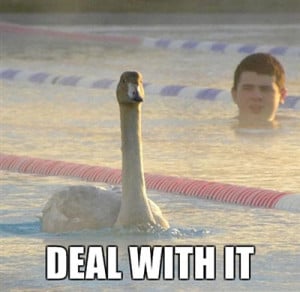 Funny photos funny duck swimming pool