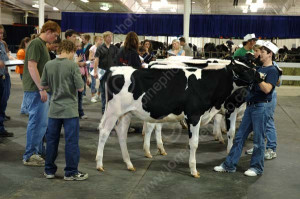 ... » Galleries » EVENTS » 4H MEMBERS JUDGING DAIRY CATTLE, SASKATOON