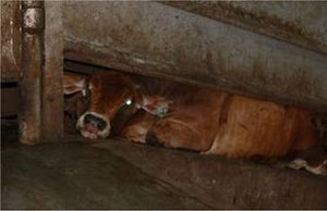 Suzanne Cass, Stop Tasmanian Animal Cruelty, http://www ...