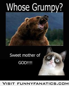 Grumpy Bear vrs Grumpy Cat More
