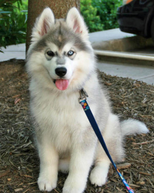 Kaikoura the Siberian Husky Pictures 980137