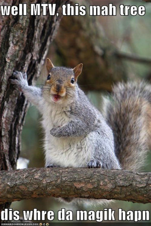 animal-funny-squirrel-pictures-with-captions-15-54-funny-squirrel ...