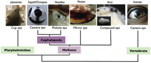 Phylogenetic view of molluscan eye diversification. Camera eyes were ...