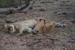 Lots of people talk to animals...Not very many listen, though...That ...