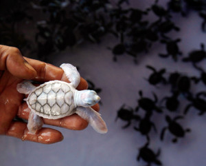 WEEK IN PHOTOS: Albino Baby Turtle, Oldest Twins, More