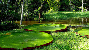 Lily pads wallpaper