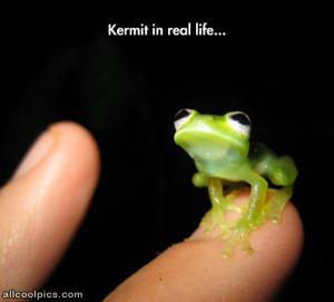 Kermit quote staying
