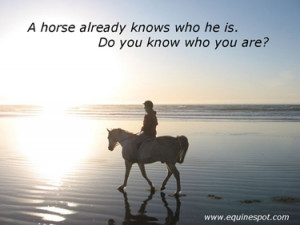 show horse quotes and sayings