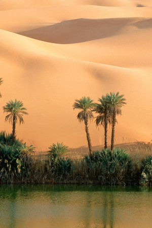 desert oasis Wallpaper