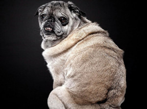 ... are reluctant to adopt older dogs but a senior dog can be one of the