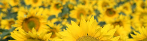 Sunflower - Dora Greenwell Ah! Sunflower - William Blake Sunflower ...
