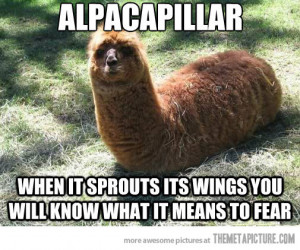 Funny photos funny alpaca worm brown bug