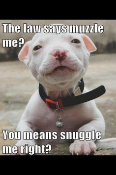 ... girls pitt bull dogs little puppies funny pictures pitbull pit bull