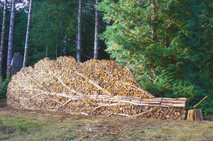 Alastair Hesletine Fallen Tree Wood Stack